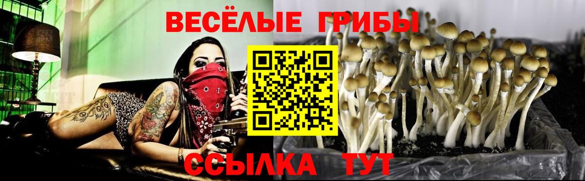 Псилоцибиновые грибы Psilocybine cubensis Самара